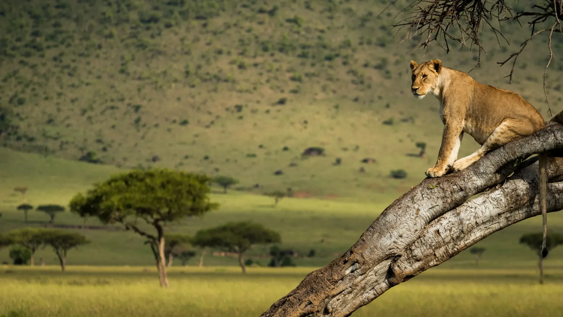 A lion on a tree branch resting