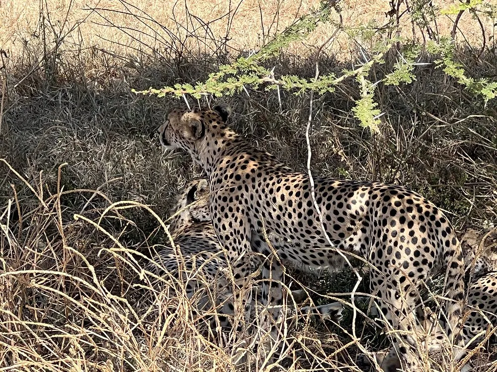 Cheetahs in the bush in Serengeti