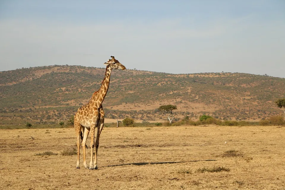 Giraffe in the savannah