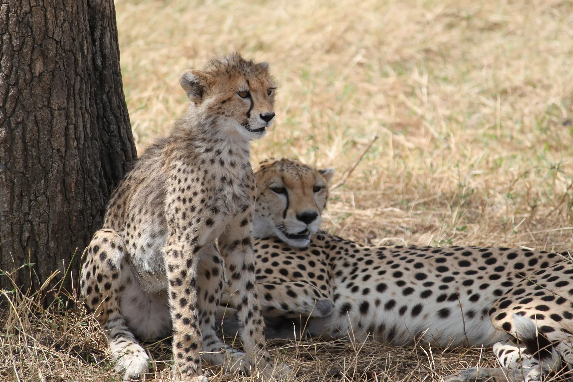 cheetahs resting in the jungle