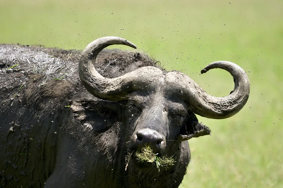 Buffalo grazing in the jungle