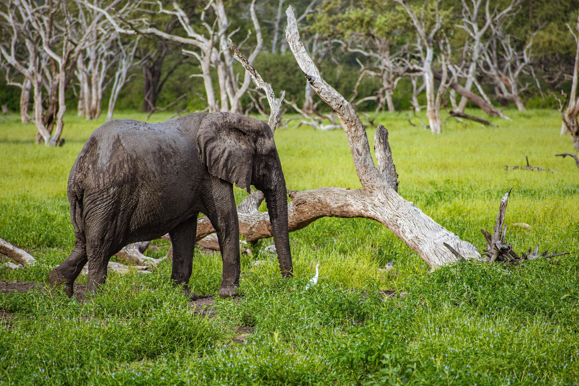 Elephants at the jungle