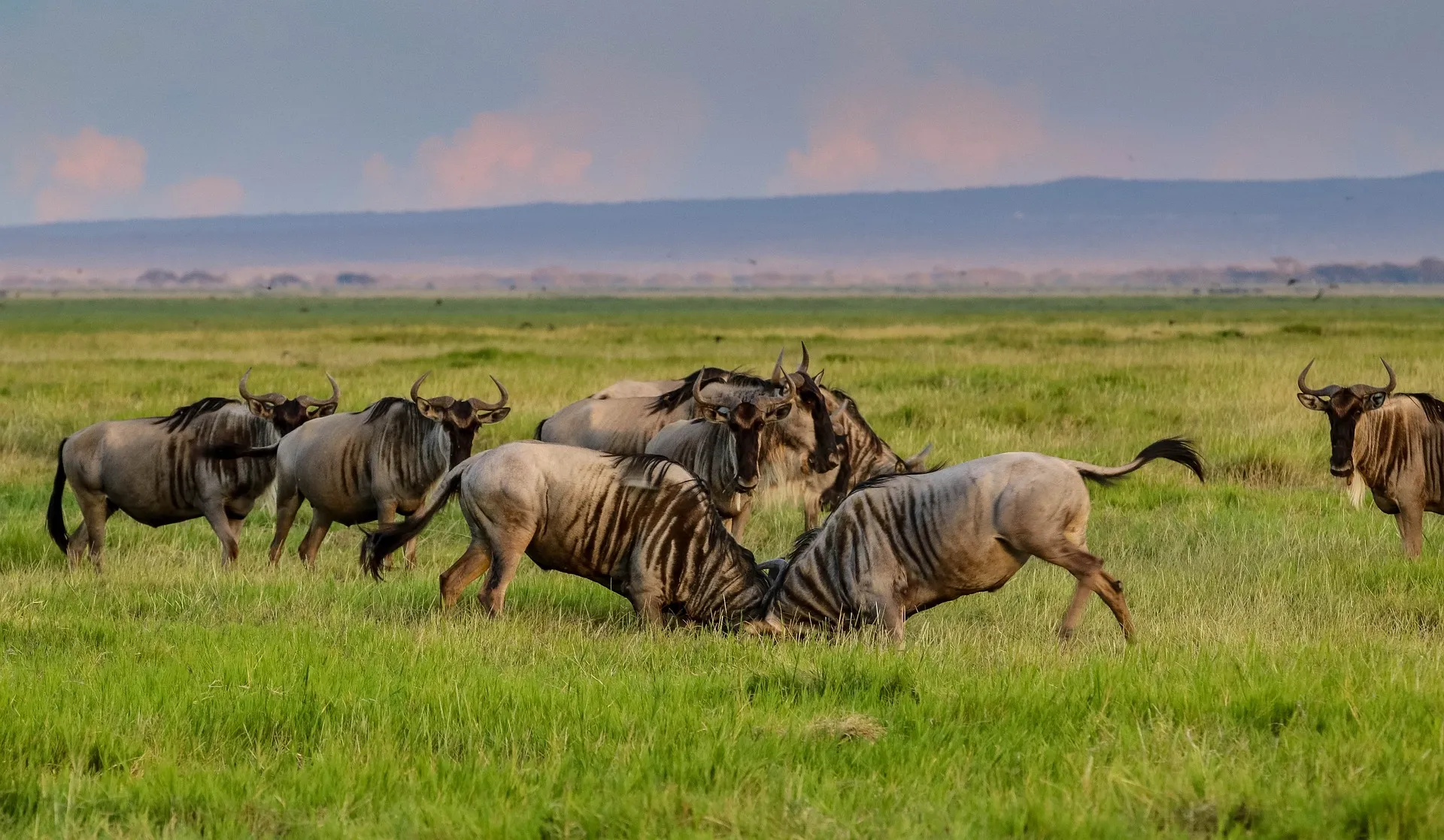 wildebeest fighting in tanzania