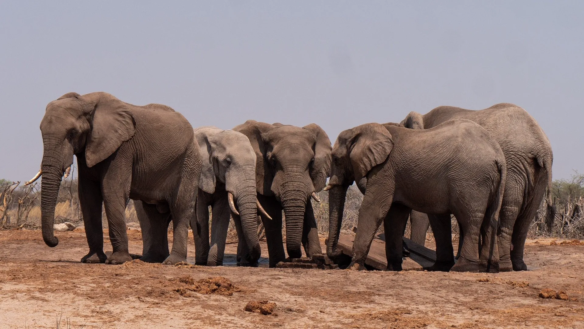 African elephant - herd of elephant