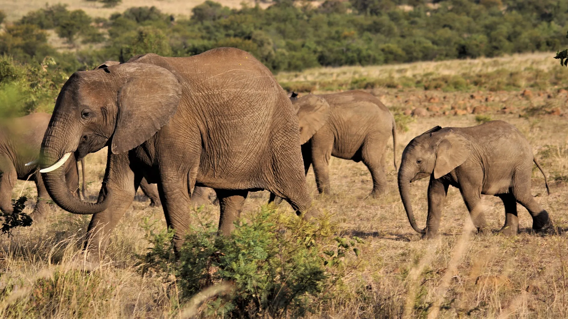 A herd of elephants