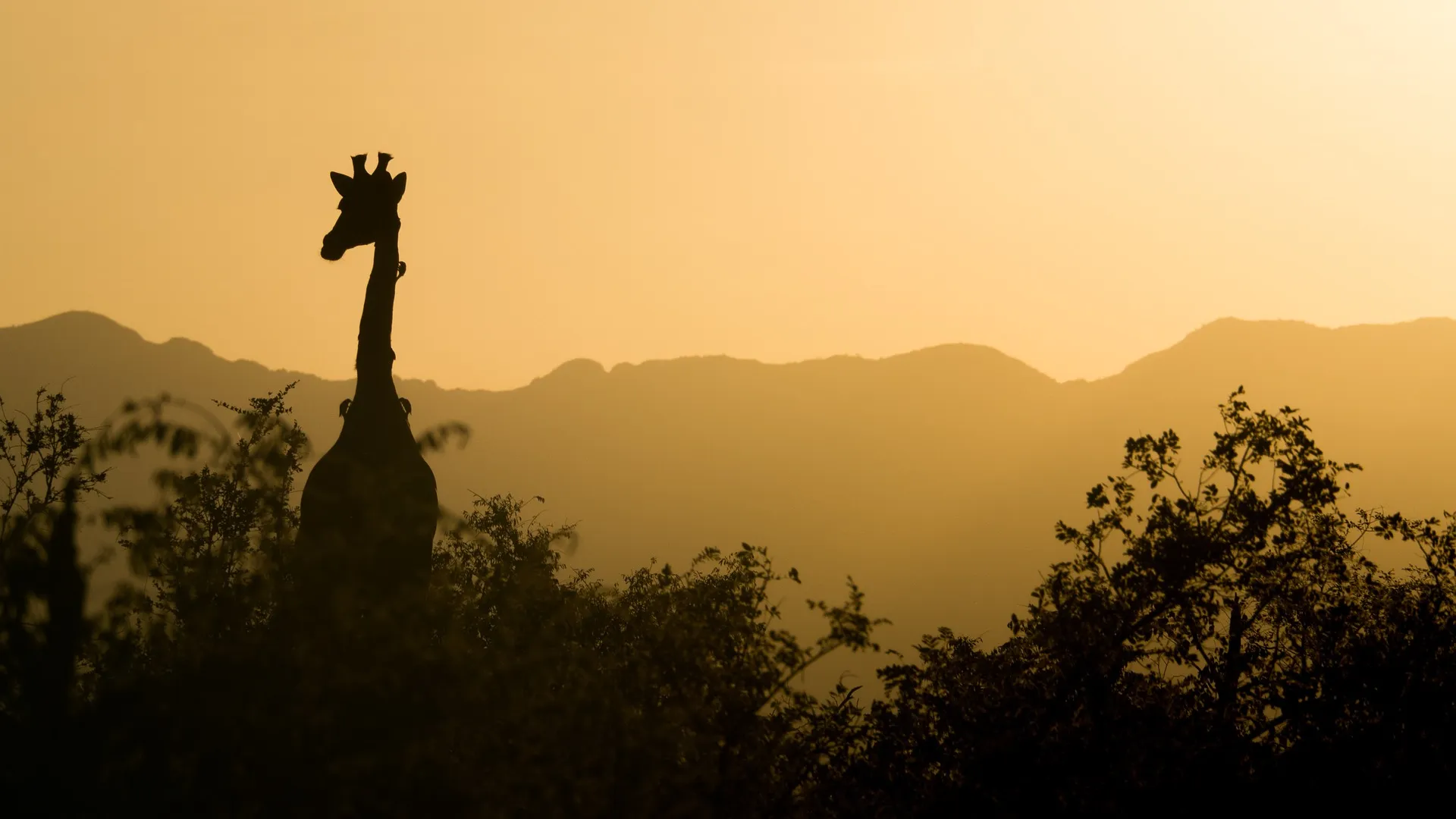 beautiful sunrise and giraffe