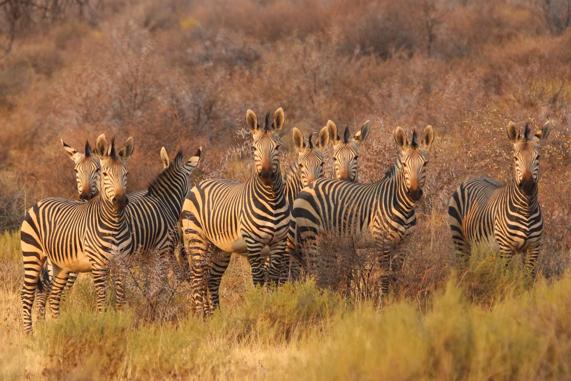 Zebras in the jungle staring