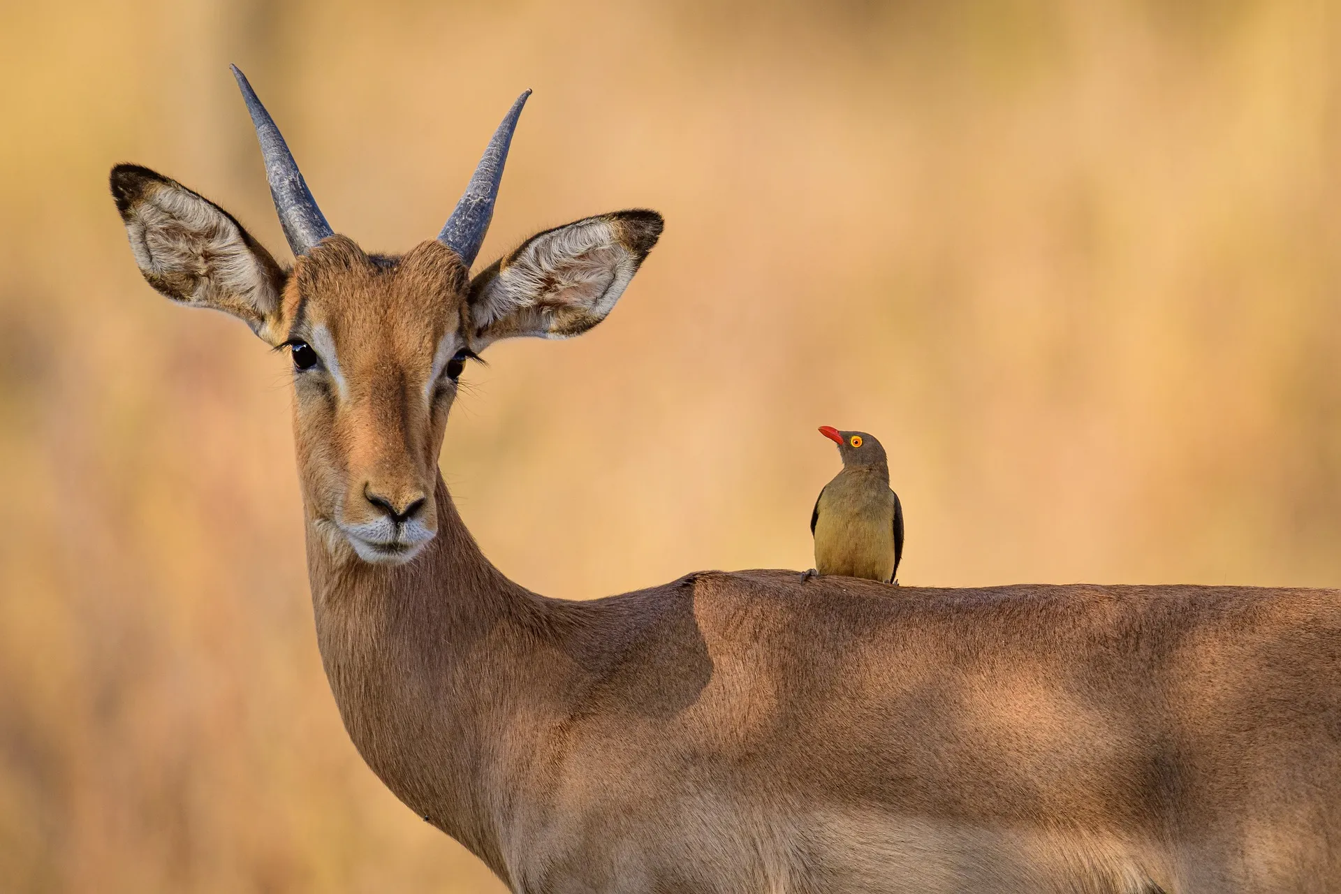 impala with a bird on the back