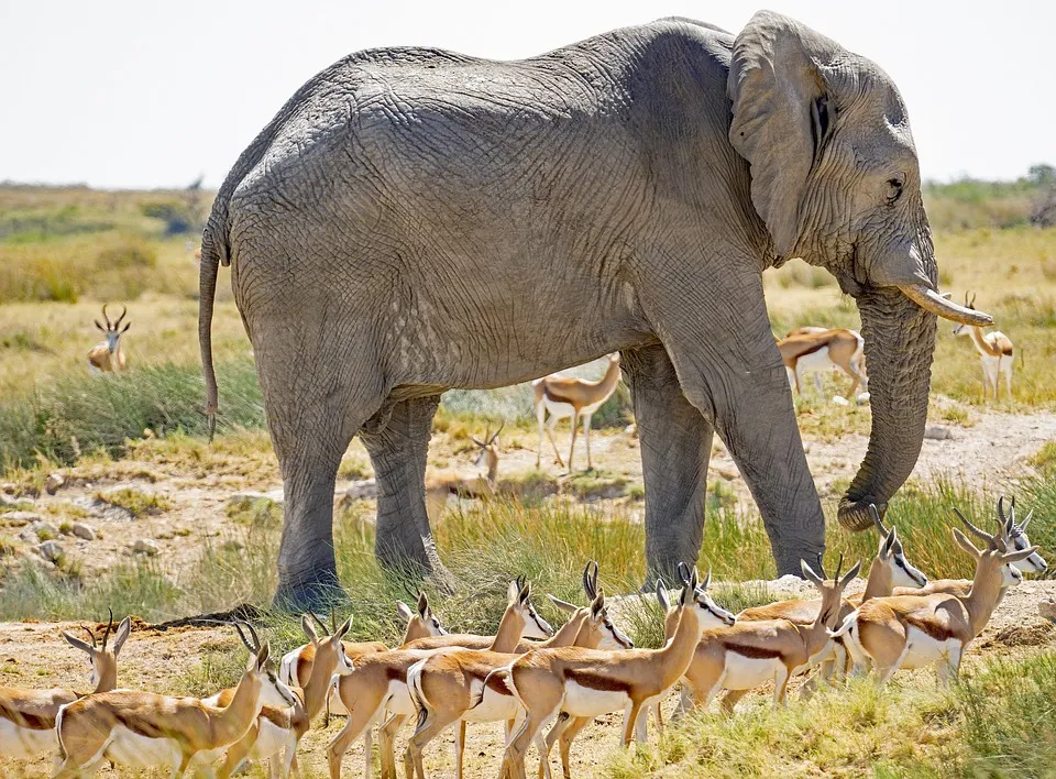 wildlife - elephant and antelopes