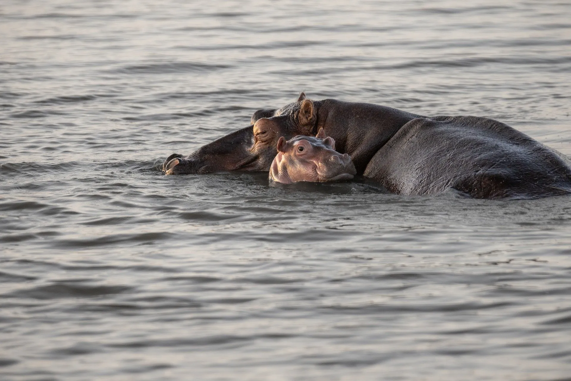 Hippo in the water at the Lake