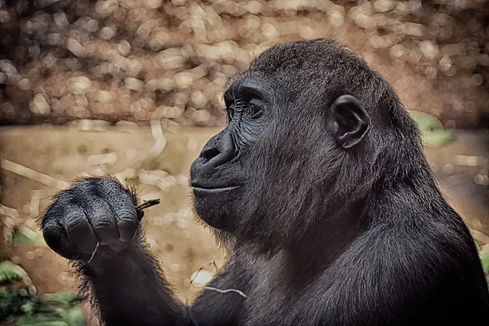 Gorilla trekking in Uganda