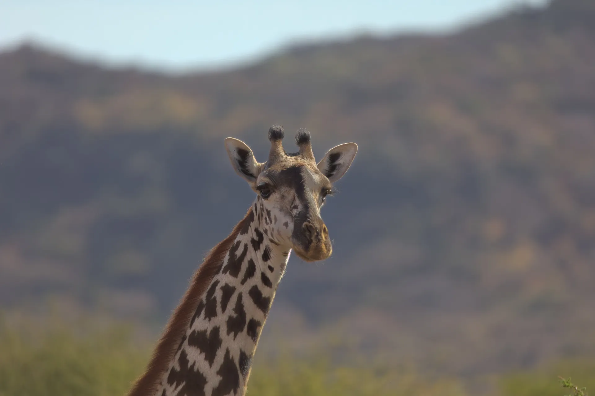 safari tanzania kenya - giraffe