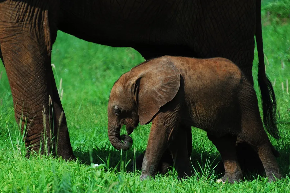 Baby elephant with mother moving in the jungle