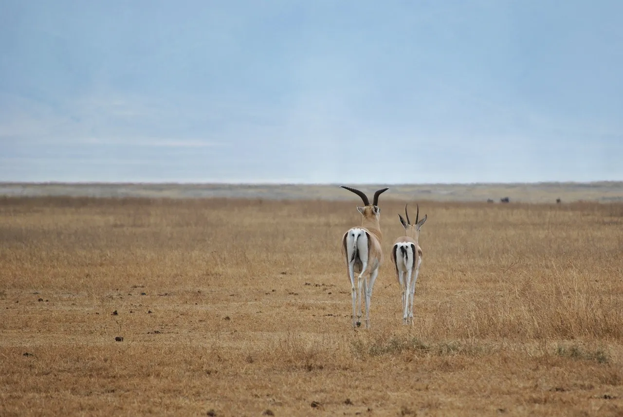 Antelopes at Ngorongoro crater