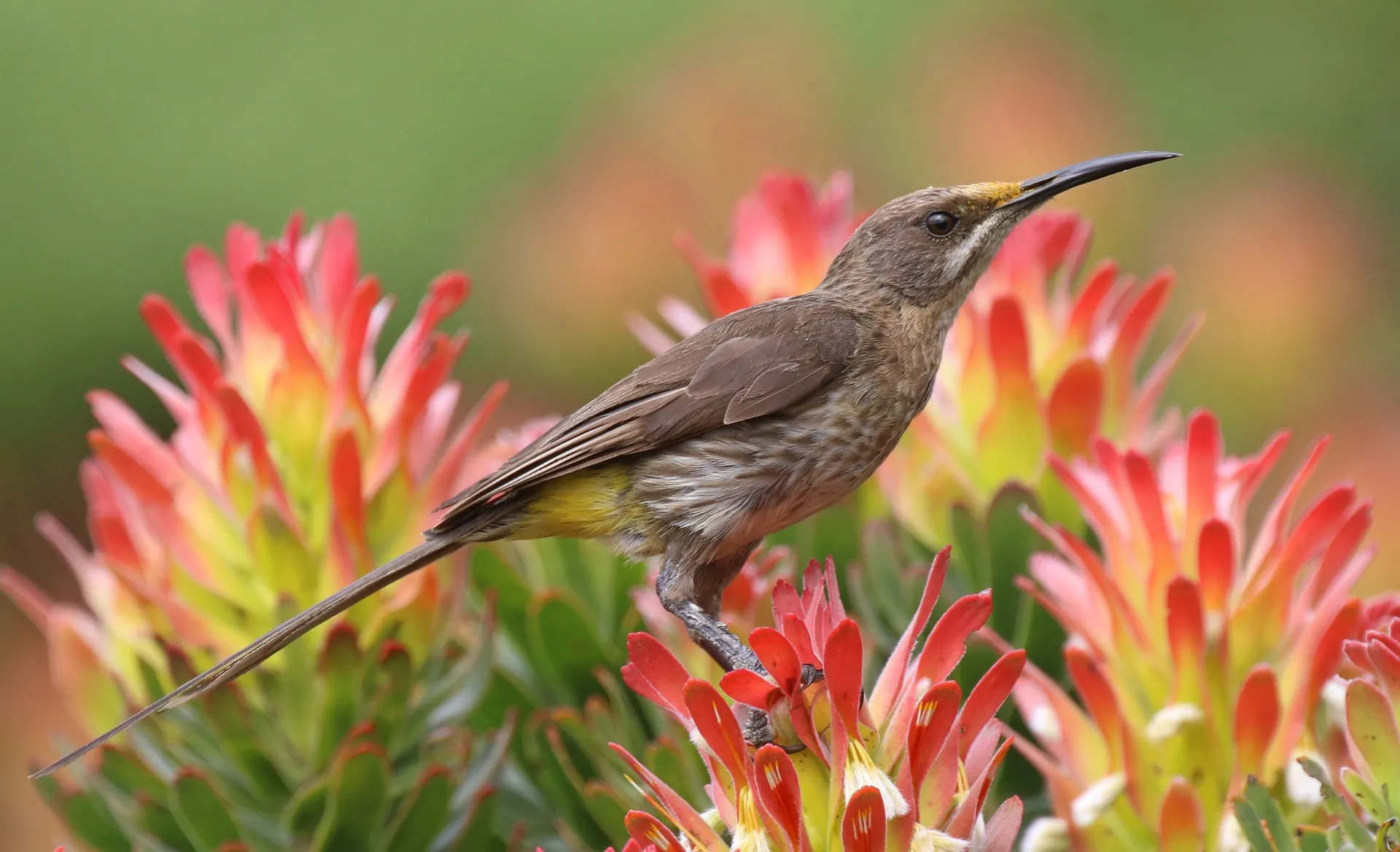 Beautiful sunbird in the jungle