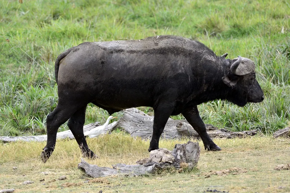 Buffalo at Tarangire national park