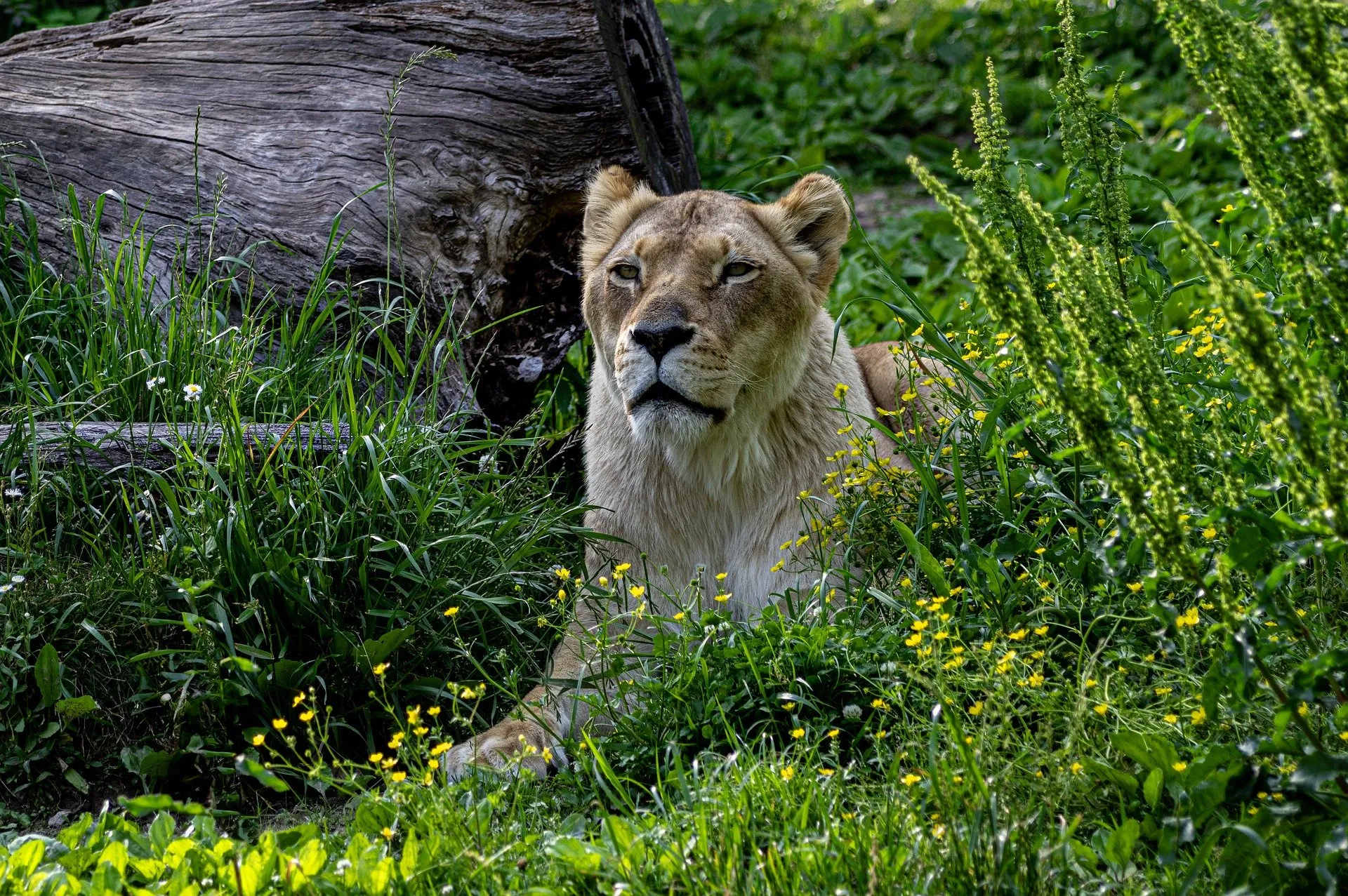 a lioness in the jungle hiding