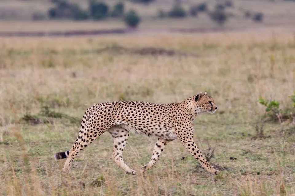 a cheetah walking in the jungle