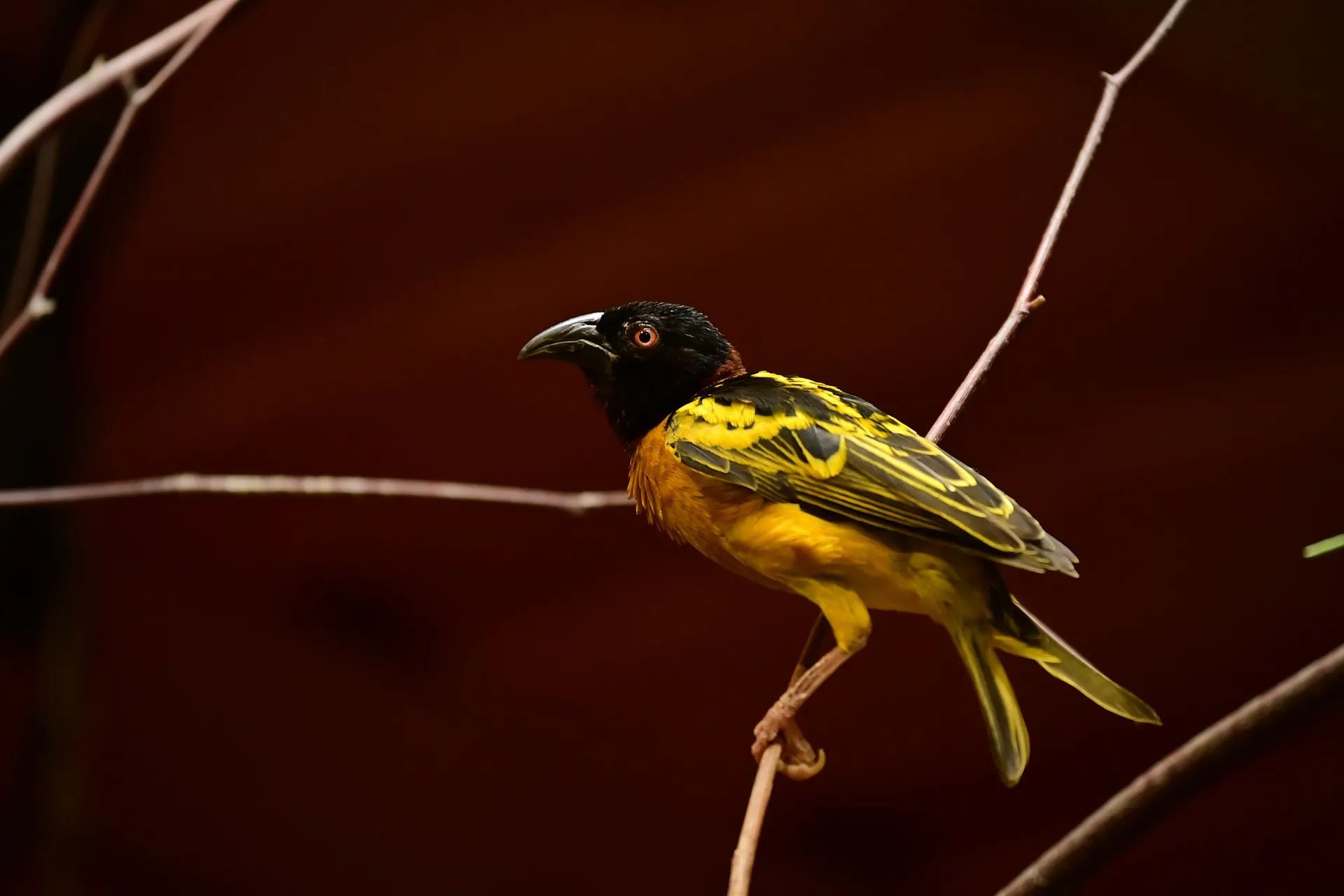 tanzania and zanzibar - bird