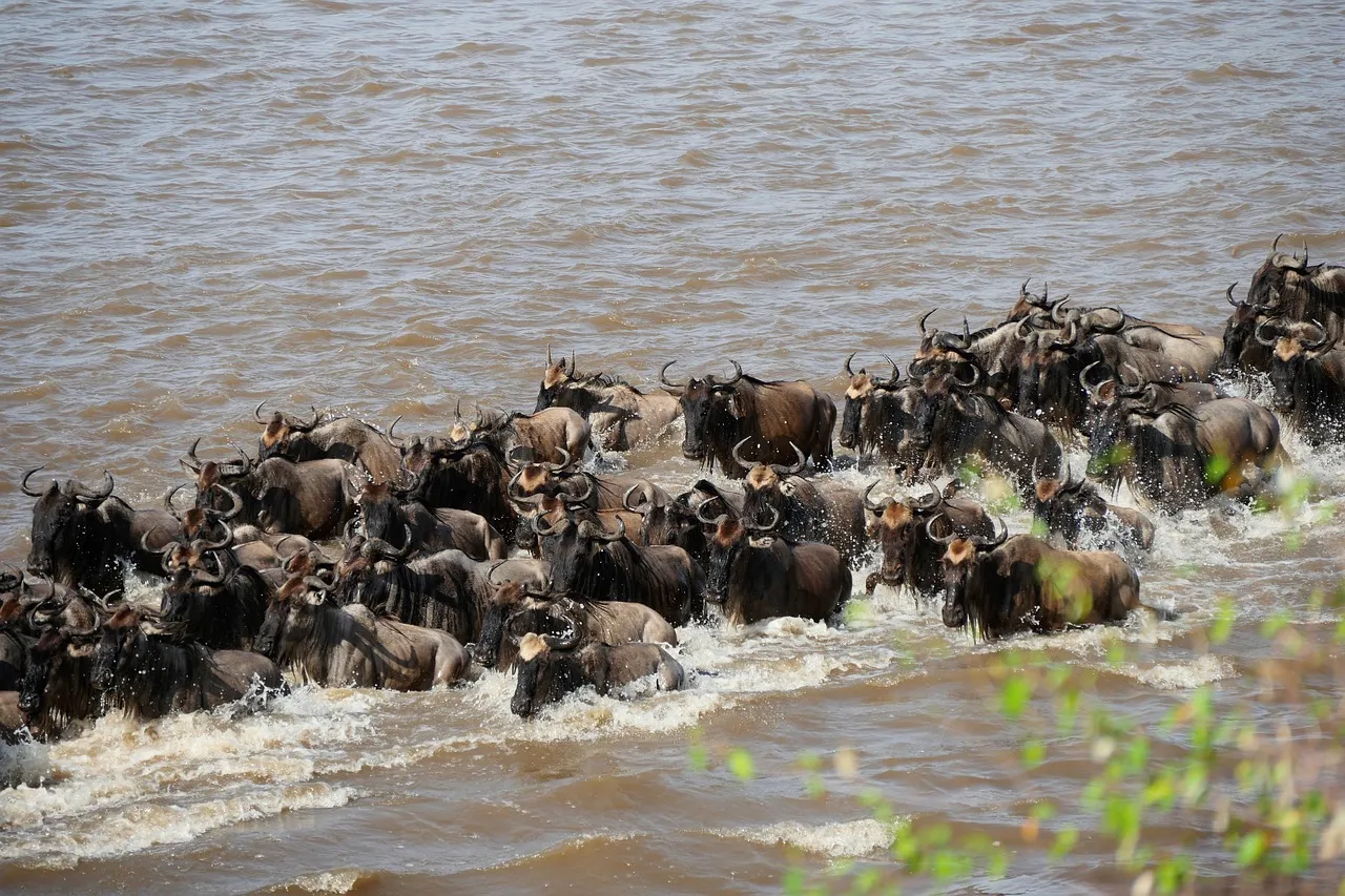 Wildebeest crossing the river