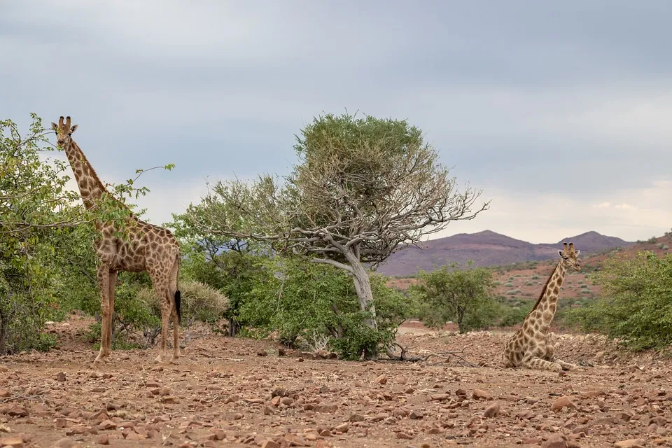 Wildlife jungle giraffe