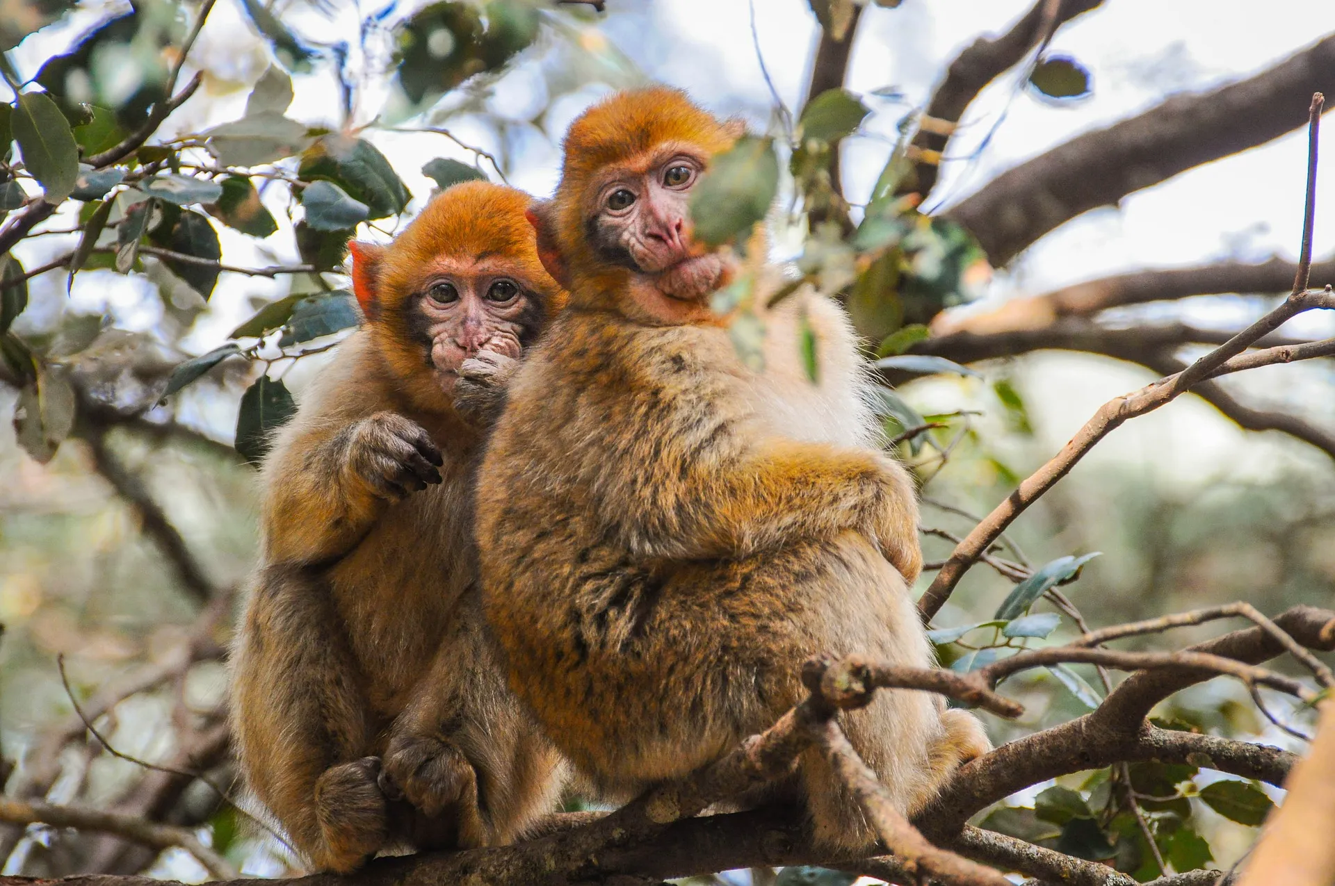 Monkey on a tree at Zanzibar