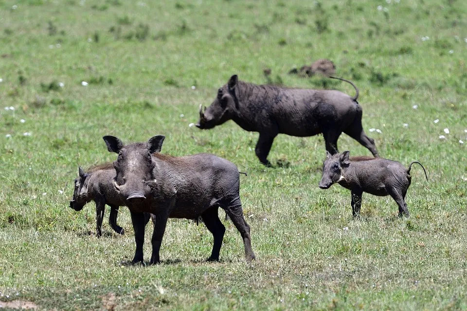 Warthog at Masai Mara Kenya