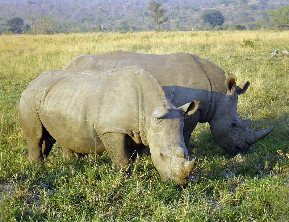 Big five- rhino