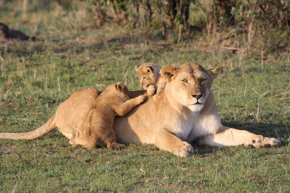 12-Day Kenya Wildlife & Beach Safari