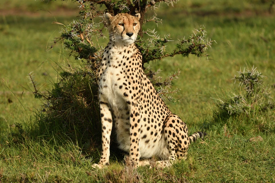 5-day, great migration safari