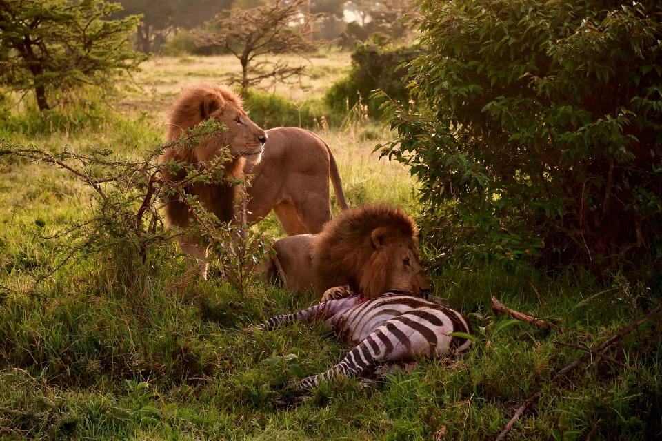 3-Day Masai Mara Camp Packages