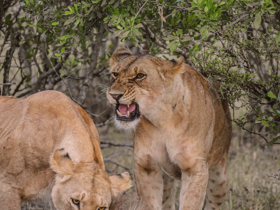 3-Day Masai Mara Flying Safari