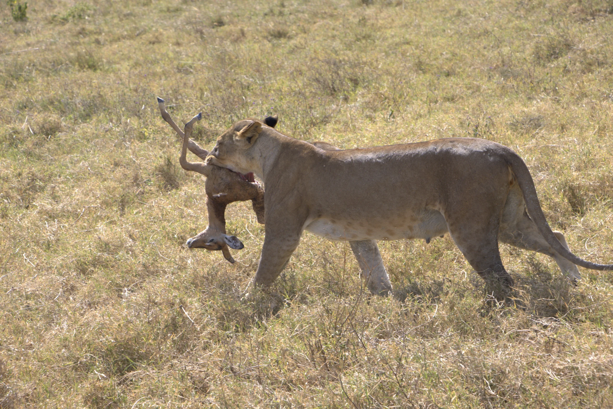 3-Day Amboseli Safari