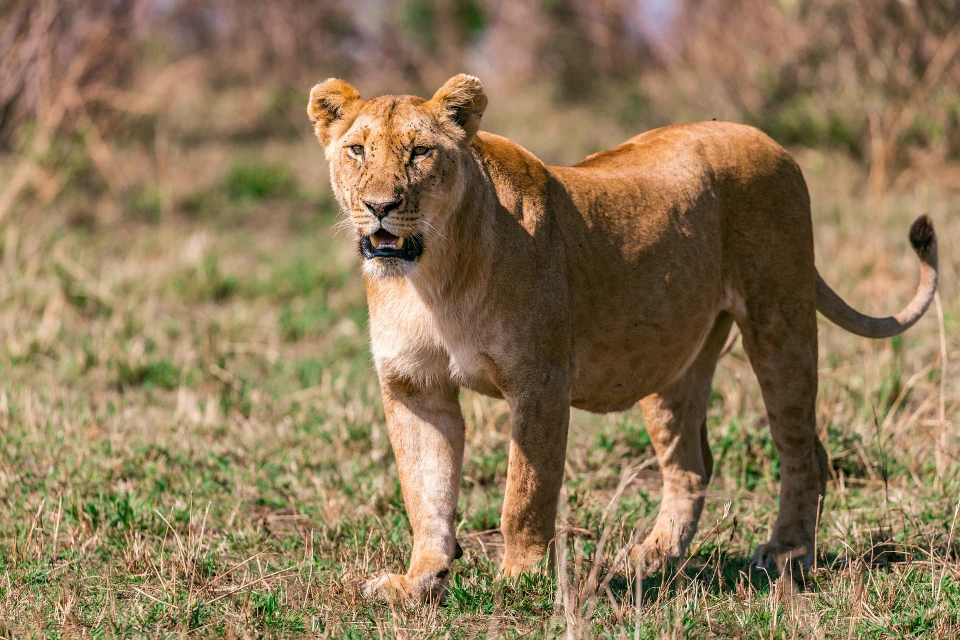 Lion in Masai Mara spotted during a Kenyan Safari