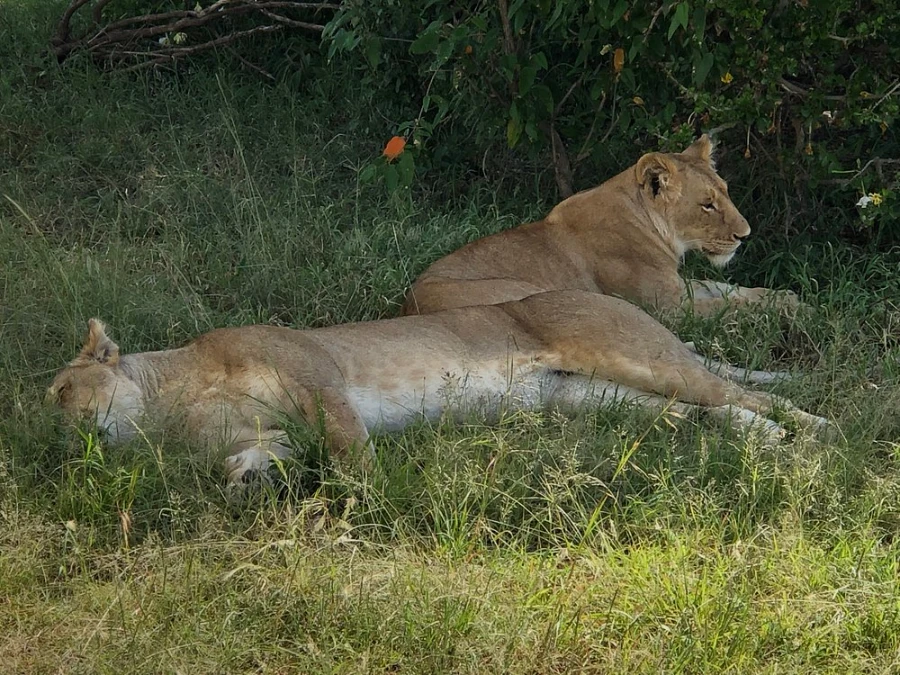 3 days masai mara budget safari