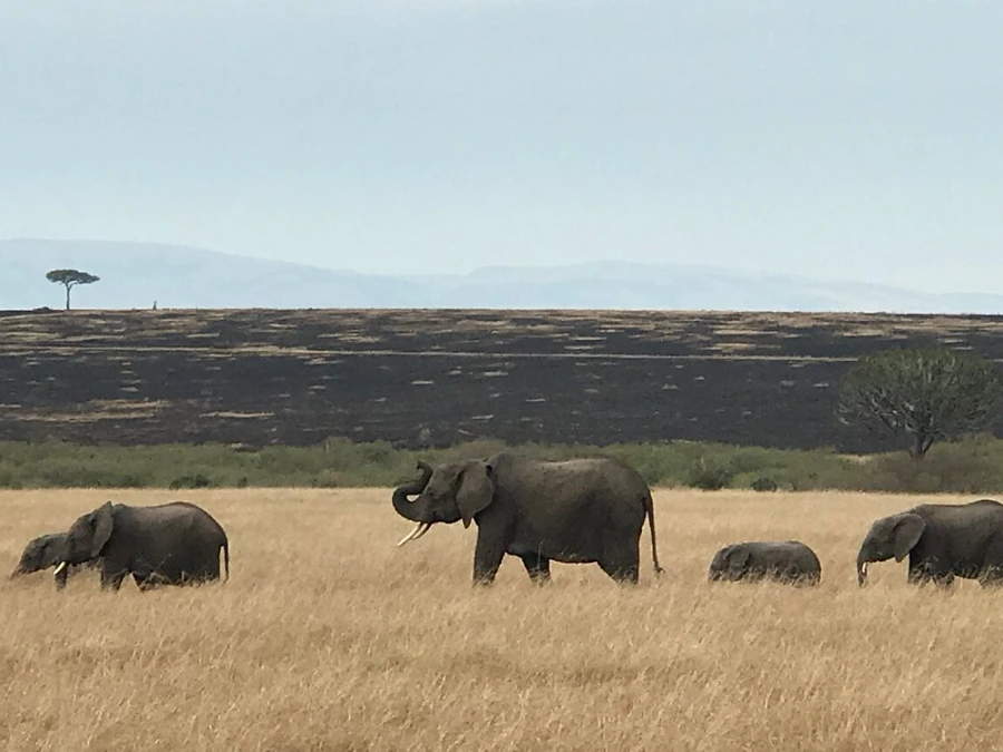 3 days masai mara luxury safari