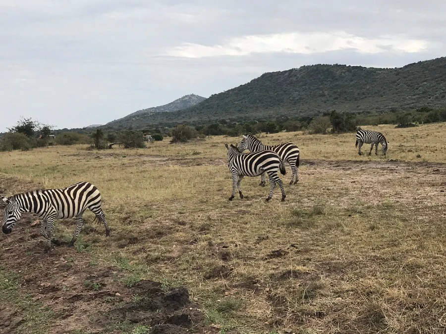 4 days masai mara mid-range safari