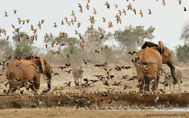 4 days masai mara luxury safari