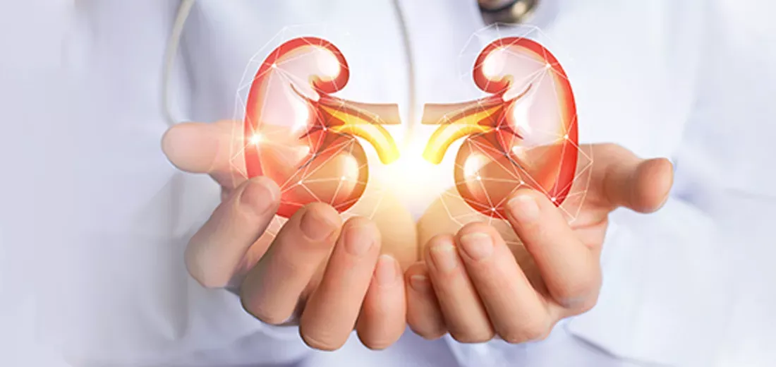 image of kidney for transplant in India